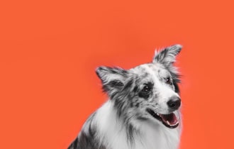 pt discount card dog opt