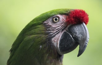 pt discount card parrot opt